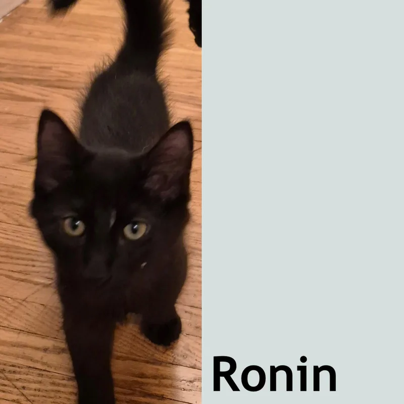 A baby medium-sized male Black Domestic Short Hair cat named Ronin for adoption in Rochester, NY