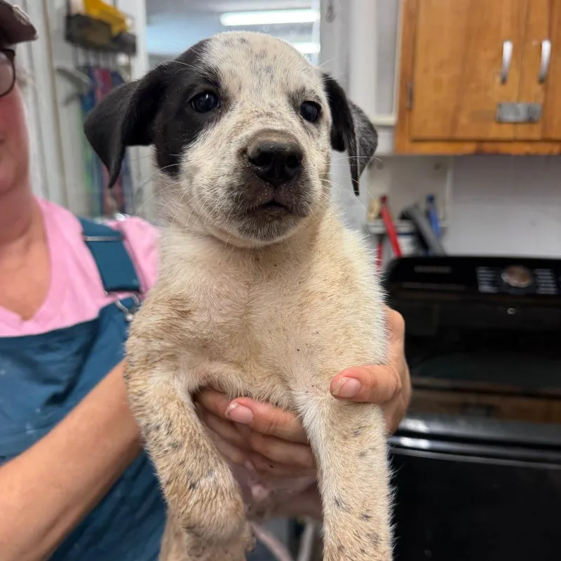 A baby small-sized male White / Cream Australian Cattle Dog / Blue Heeler dog named Shaft for adoption in Evensville, TN