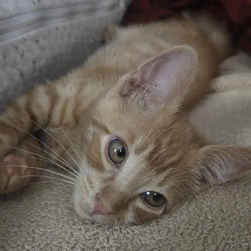 A baby medium-sized male Tabby (Orange / Red) Domestic Short Hair cat named Dumpling for adoption in Queen Creek, AZ