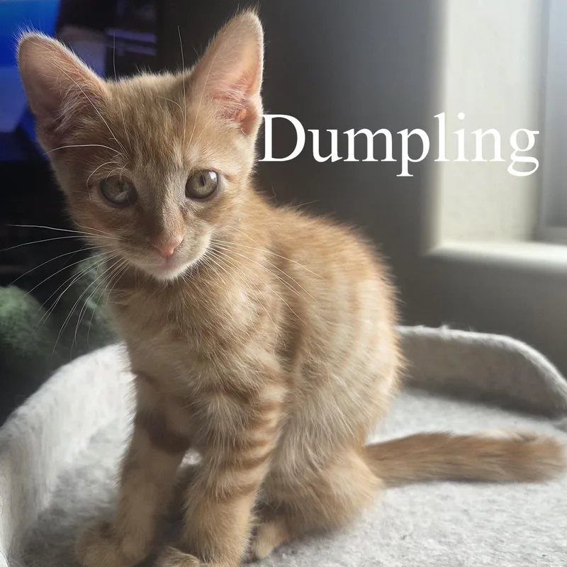 Dumpling thumbnail 2