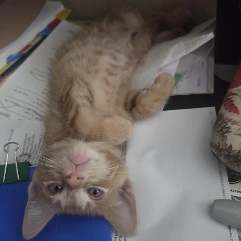 Dumpling thumbnail 4
