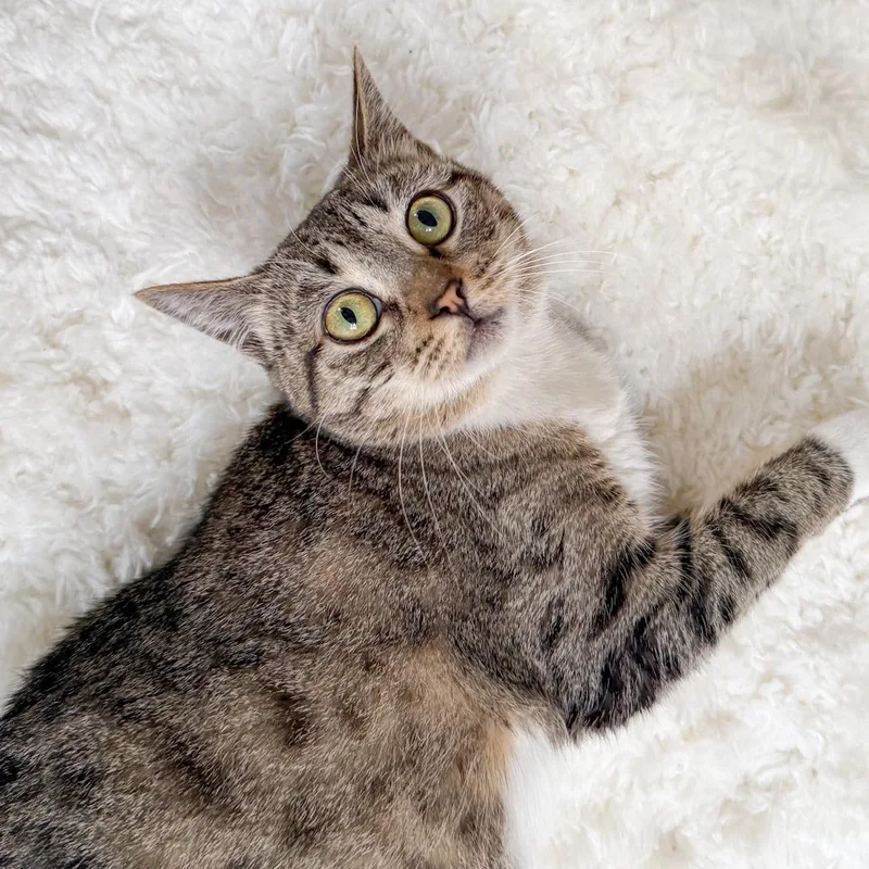 An adult medium-sized female Tabby cat named Albi for adoption in New Orleans, LA