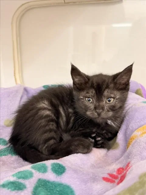 A baby small-sized male Domestic Short Hair cat named Brennan for adoption in Hayward, CA