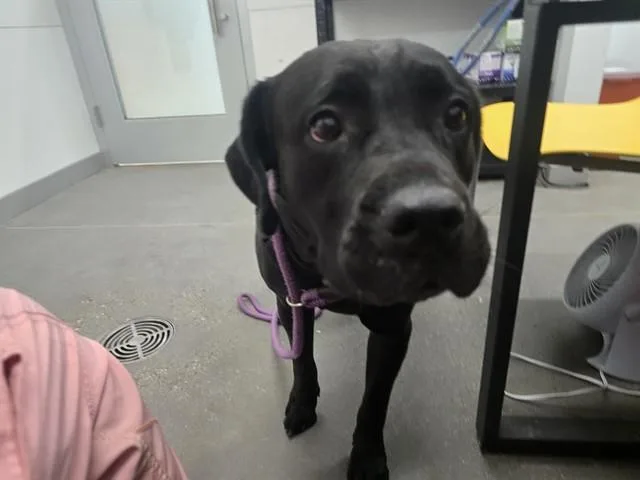 An adult large-sized female Labrador Retriever dog named Savy for adoption in Mesa, AZ