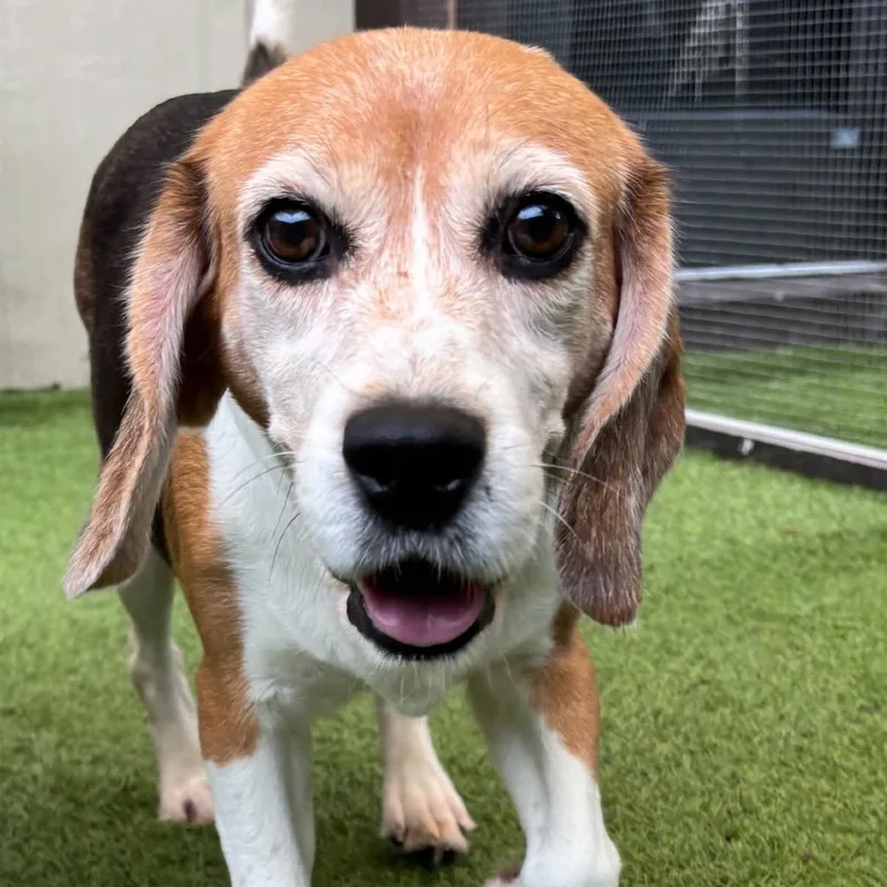 A senior small-sized female Yellow / Tan / Blond / Fawn Beagle dog named Bqo for adoption in LOXAHATCHEE, FL