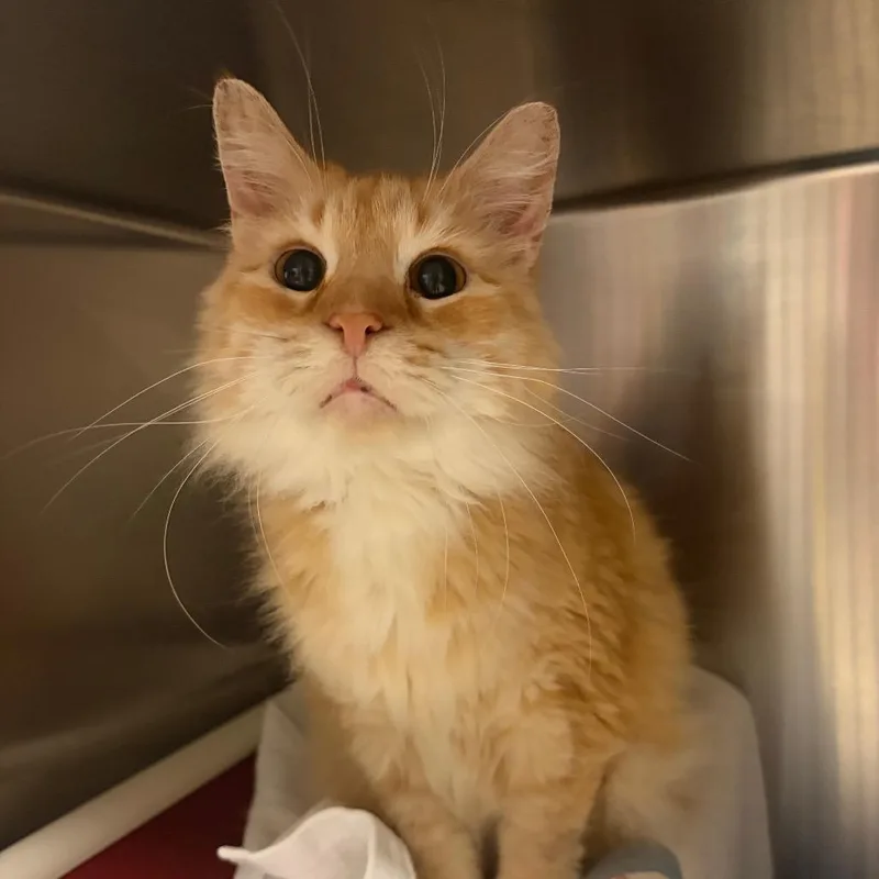 A senior large-sized male Orange / Red Domestic Long Hair cat named Garfield for adoption in Fredericksburg, VA