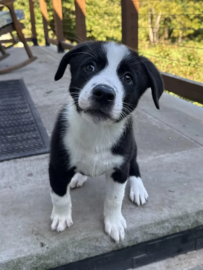 A baby medium-sized female Labrador Retriever dog named Roo for adoption in Succasunna, NJ