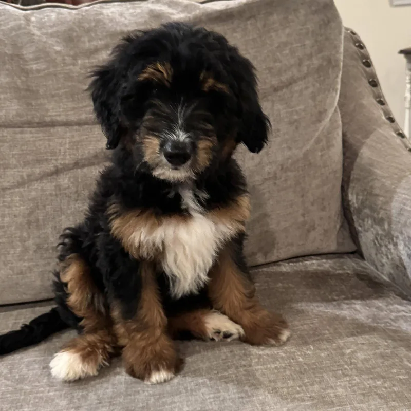 A baby large-sized female Australian Shepherd dog named Maya Lux for adoption in Fort Worth, TX