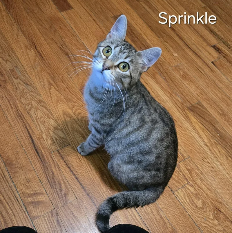 A baby medium-sized female Domestic Short Hair cat named Sprinkle for adoption in Sedalia, MO