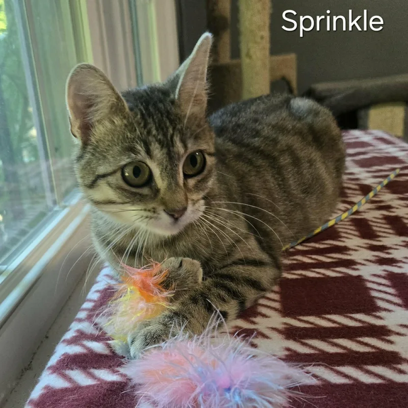 Sprinkle thumbnail 2
