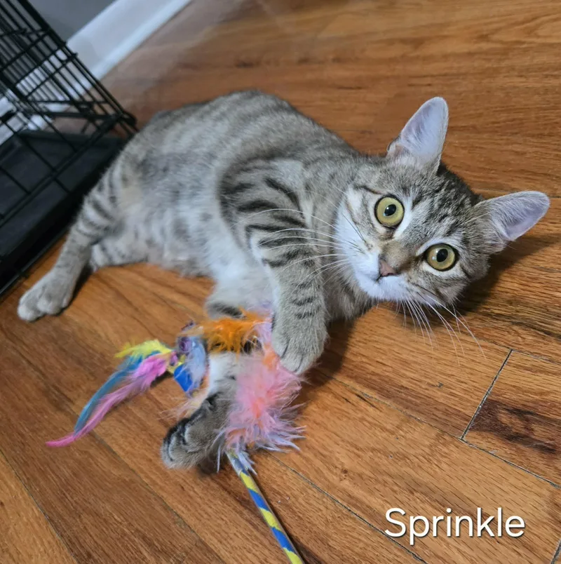 Sprinkle thumbnail 3