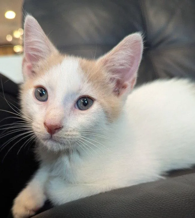 A baby medium-sized male White Domestic Short Hair cat named Jefferson for adoption in Oviedo, FL