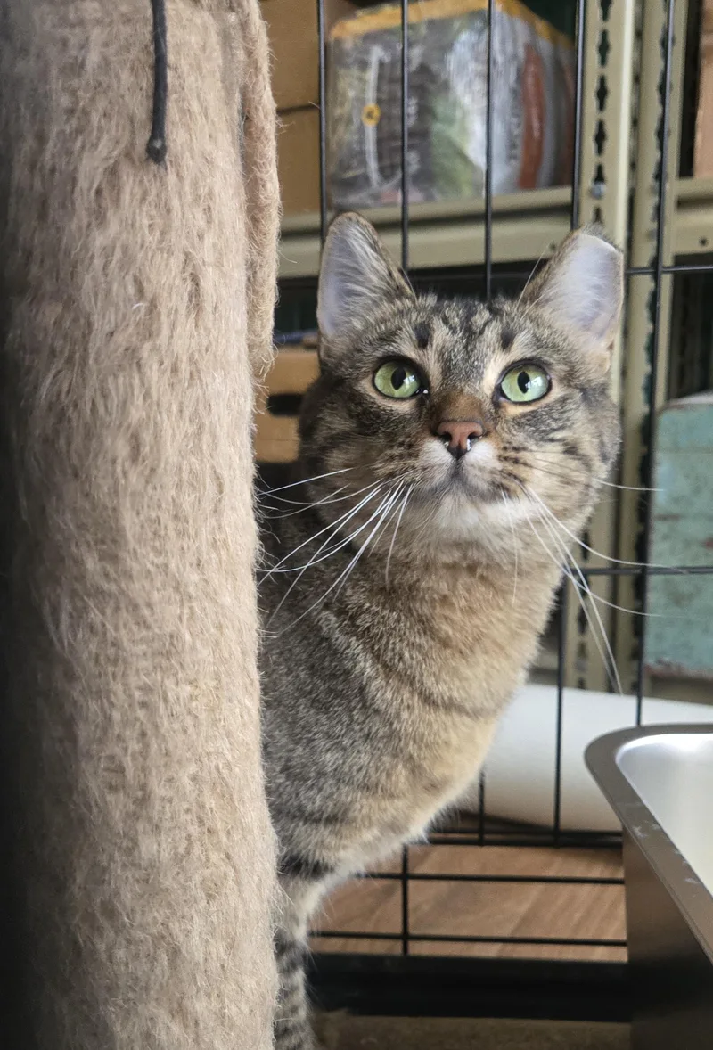 A young medium-sized female Domestic Short Hair cat named Reese for adoption in Reeseville, WI