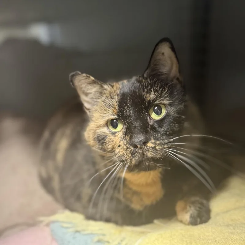 A senior extra large-sized female Black Domestic Short Hair cat named Boogie for adoption in Hamburg, NY