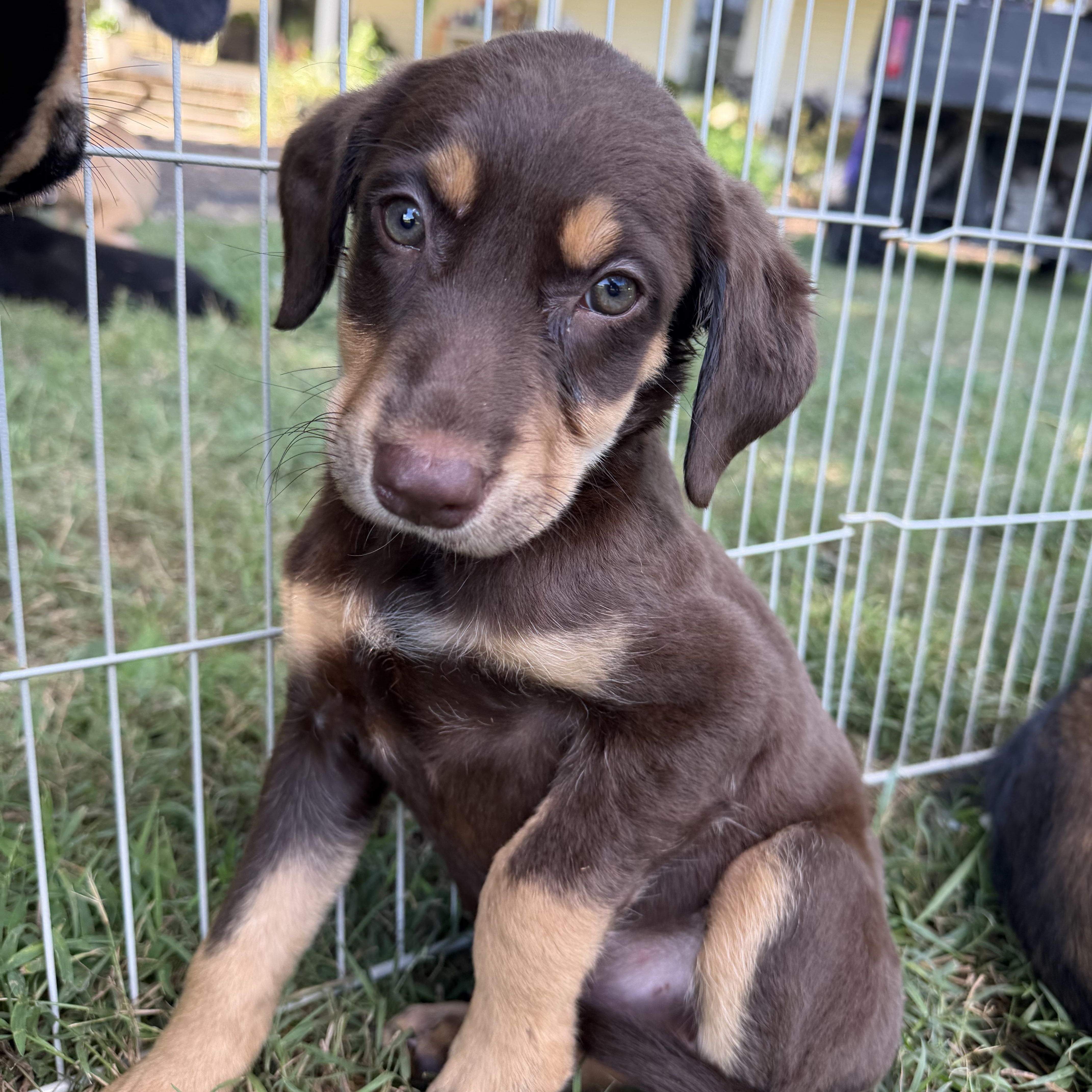 A baby medium-sized female Bicolor Mixed Breed dog named Trinity for adoption in Monroe, NC