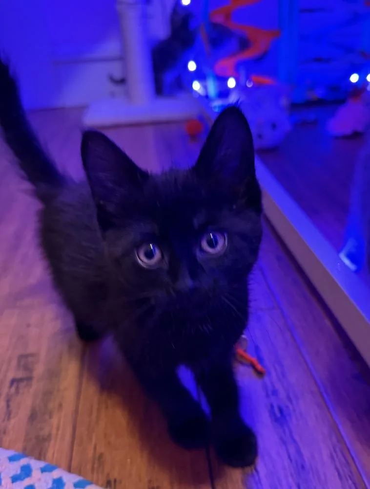 A baby small-sized female Black Domestic Short Hair cat named Isis for adoption in Poplar Grove, IL