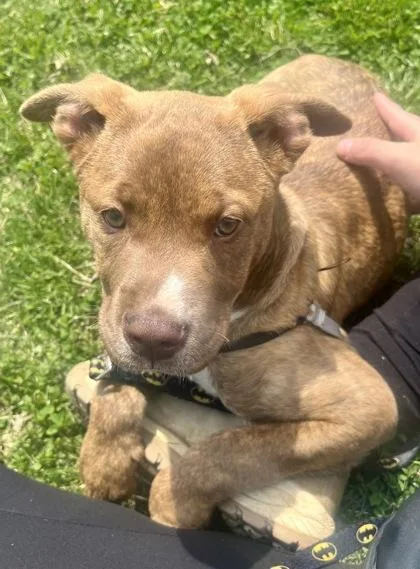 A baby medium-sized female Brindle Pit Bull Terrier dog named Buttercup for adoption in Annapolis, MD