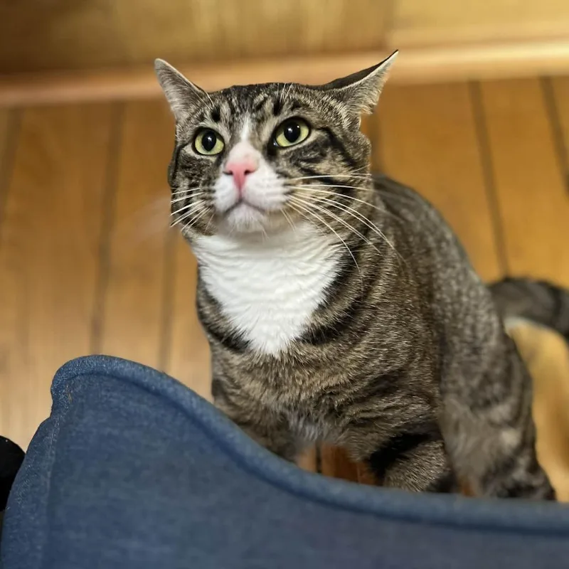 Ferris Bueller thumbnail 2