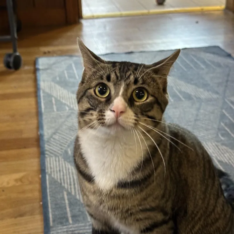 Ferris Bueller thumbnail 3