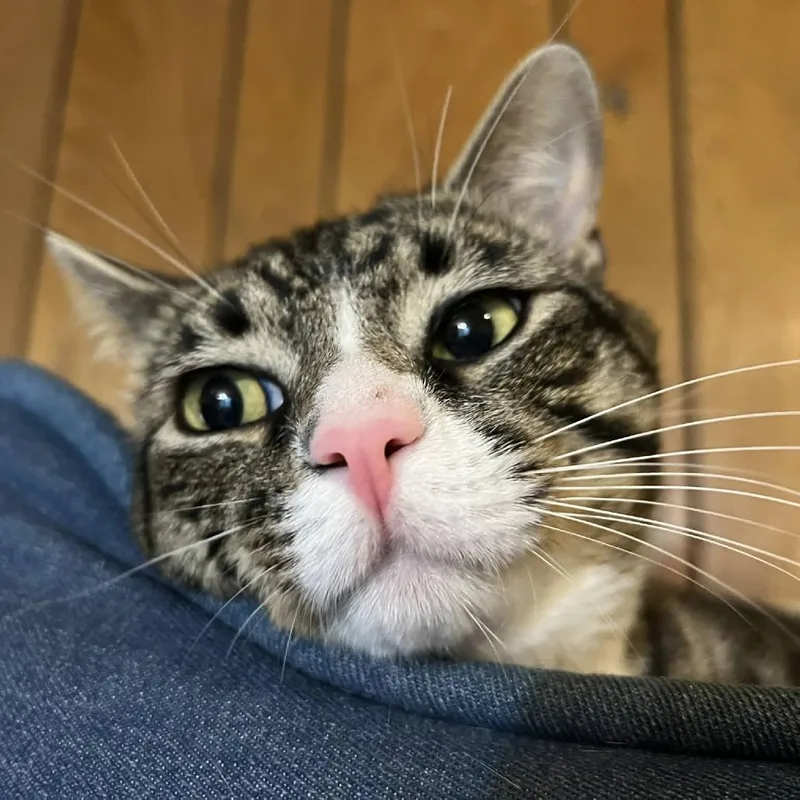 Ferris Bueller thumbnail 4