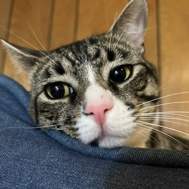 Ferris Bueller thumbnail 5