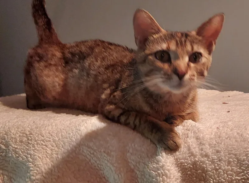 An adult medium-sized female Domestic Short Hair cat named Belle for adoption in Succasunna, NJ