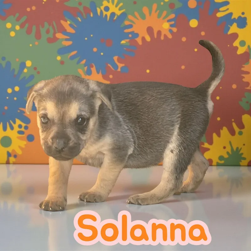 Solanna