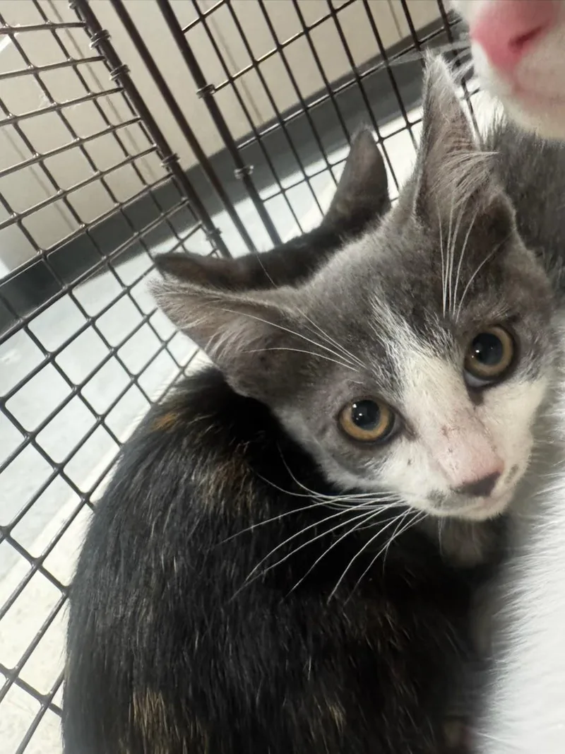 A baby small-sized male Domestic Short Hair cat named Ralph for adoption in Van Nuys, CA