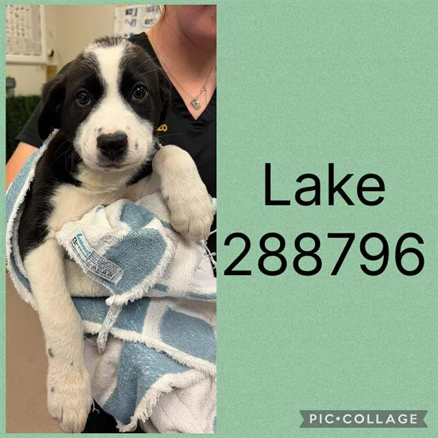 A baby small-sized male Mixed Breed dog named Lake for adoption in Macon, GA