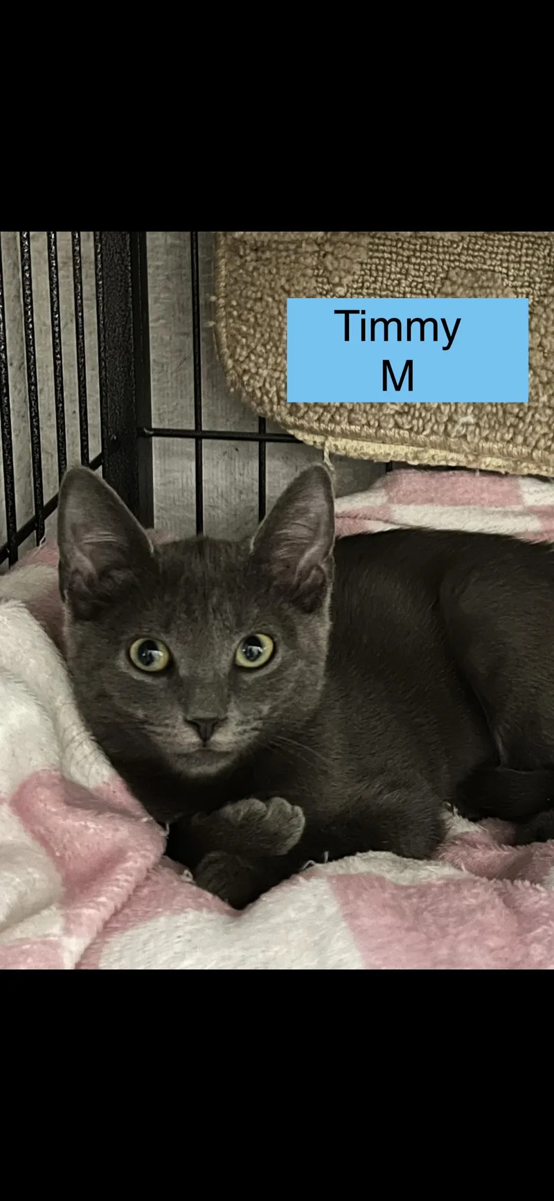 A baby medium-sized male Domestic Short Hair cat named Timmy for adoption in Sneads Ferry, NC