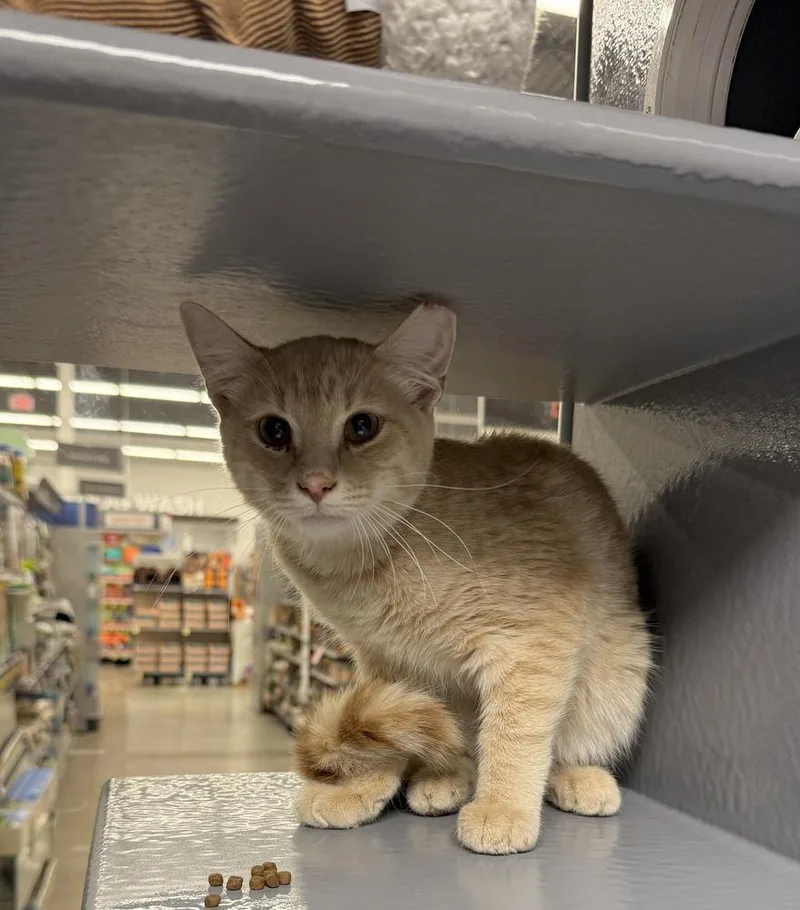 A baby small-sized male Tabby (Orange / Red) Domestic Short Hair cat named Shia LaBeauf for adoption in East hartford, CT