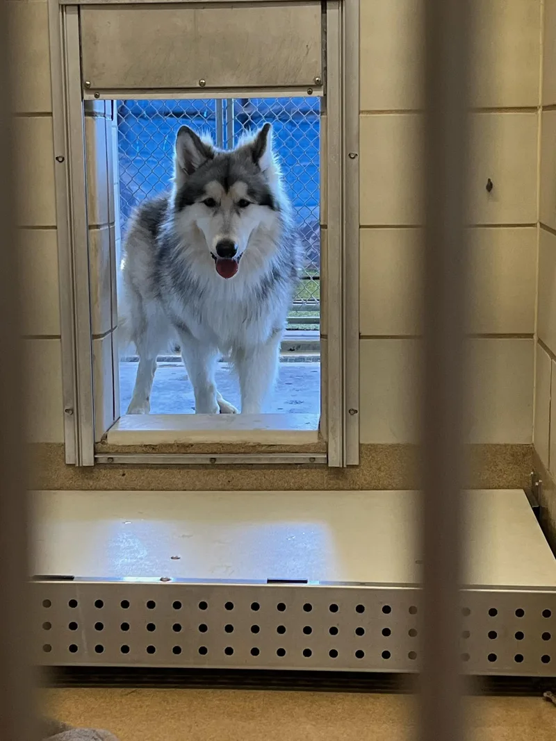 A young large-sized male Gray / Blue / Silver American Eskimo Dog dog named Skye for adoption in Murphy, TX