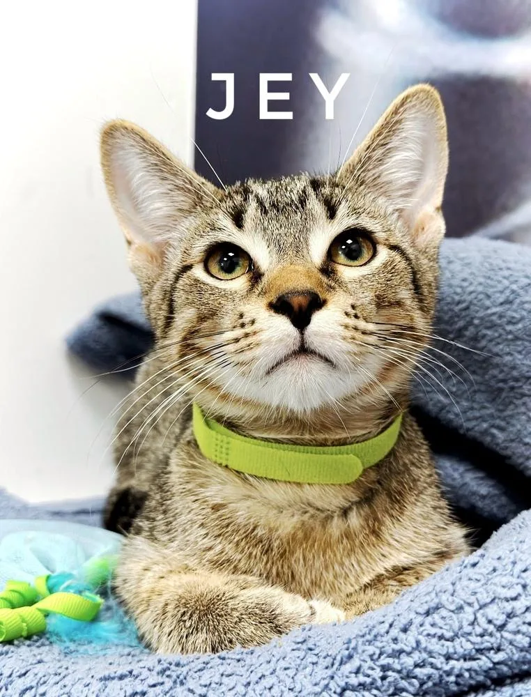 A baby small-sized male Domestic Short Hair cat named Jey for adoption in Deland, FL