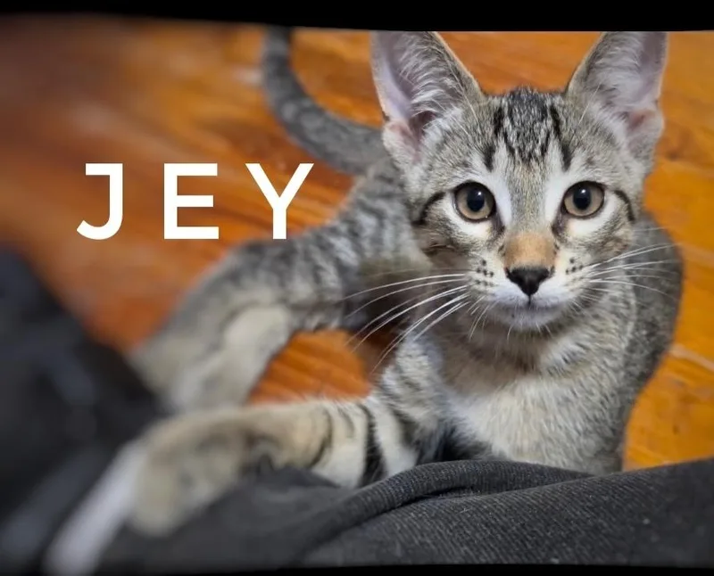 Jey thumbnail 2