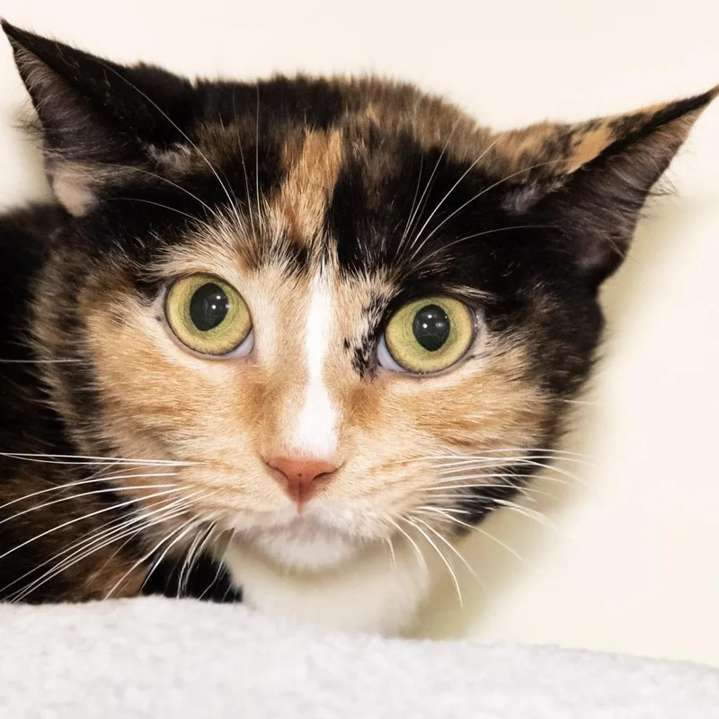 An adult medium-sized female Calico Domestic Short Hair cat named Marsha for adoption in Victor, NY