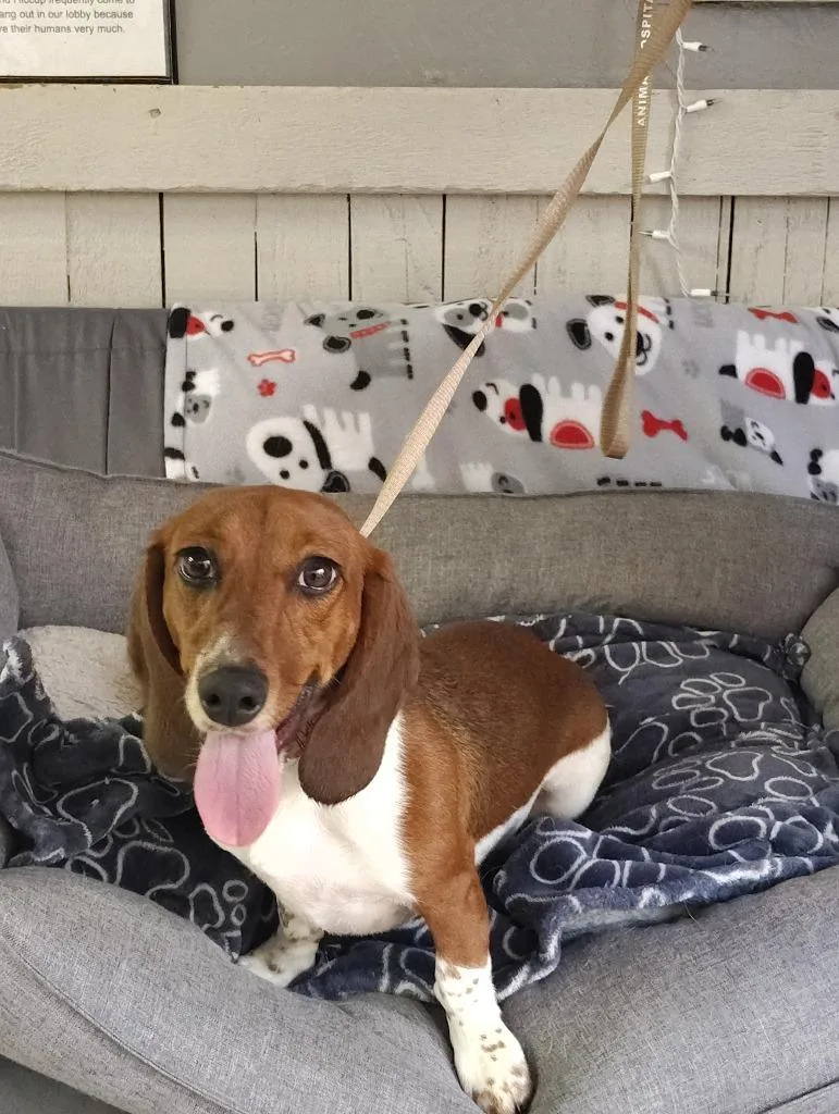 A young small-sized female Dachshund dog named Chevy for adoption in Fort Worth, TX
