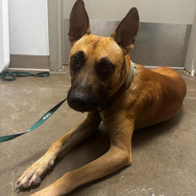 An adult medium-sized male Belgian Shepherd / Malinois dog named Willie for adoption in Tulsa, OK