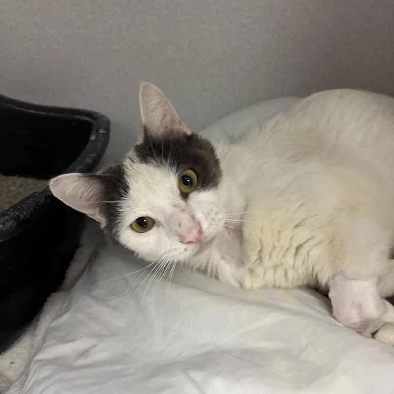 A young small-sized male Domestic Short Hair cat named Snoopy for adoption in Los Angeles, CA