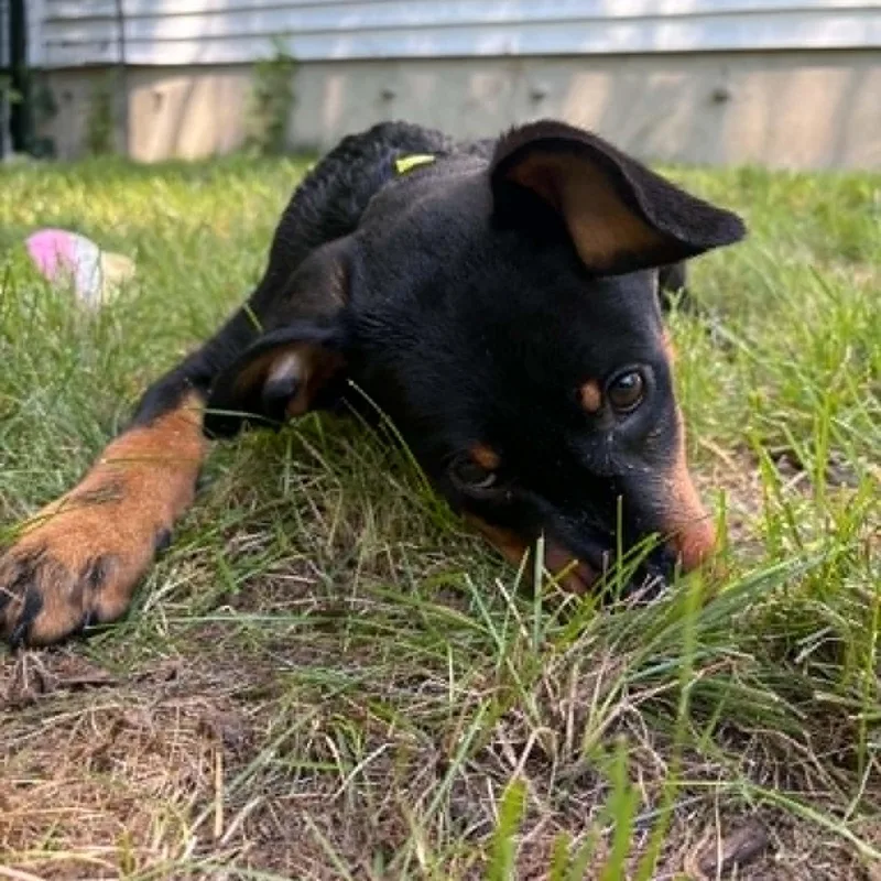 A baby large-sized male Mixed Breed dog named Loudon for adoption