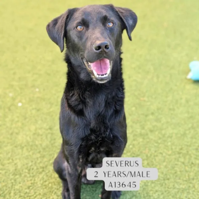 An adult large-sized male Black Labrador Retriever dog named Severus for adoption in Supply, NC