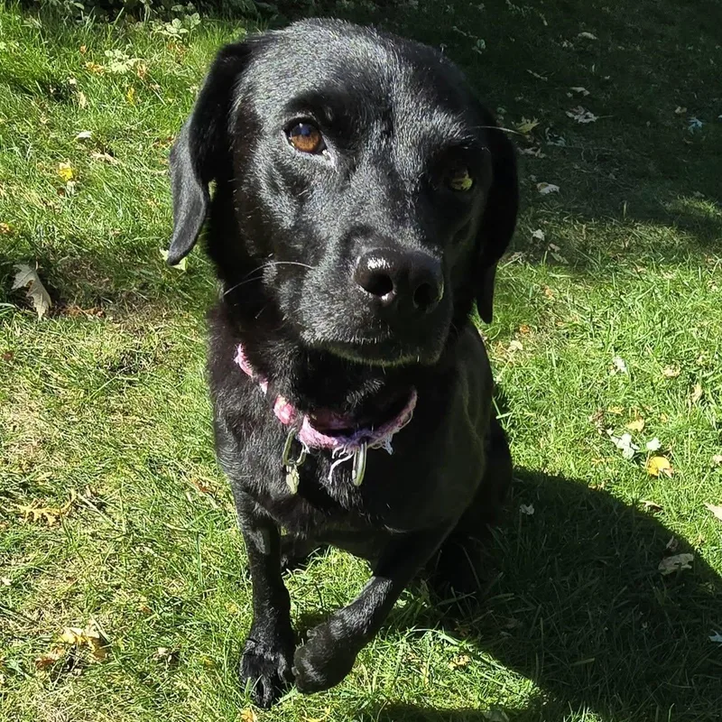 An adult medium-sized female Labrador Retriever dog named Mama Mari for adoption in Racine, WI