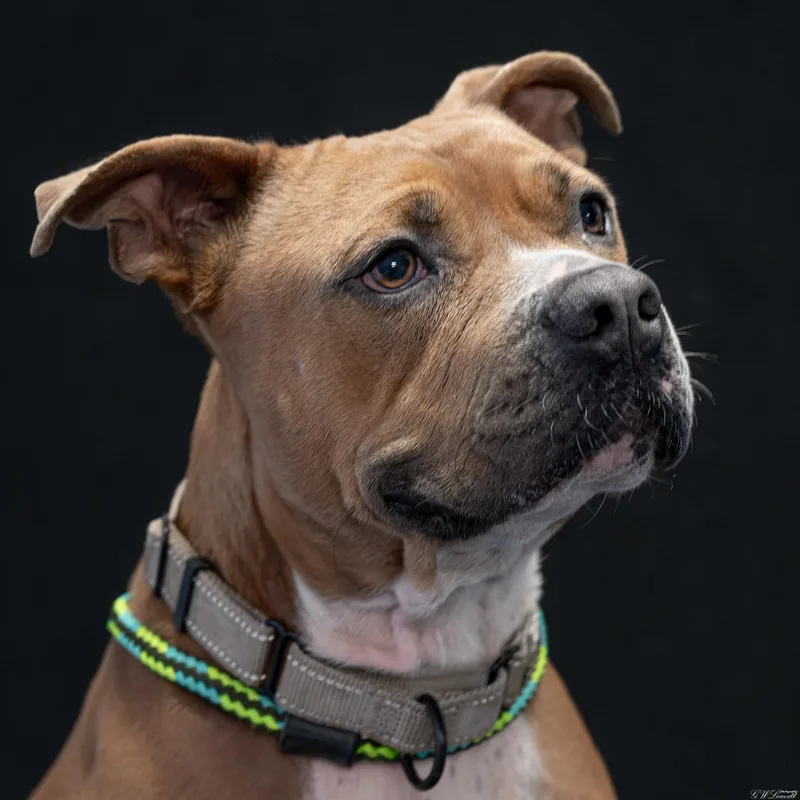 A young medium-sized male Yellow / Tan / Blond / Fawn Bulldog dog named Tankbox for adoption in BONIFAY, FL