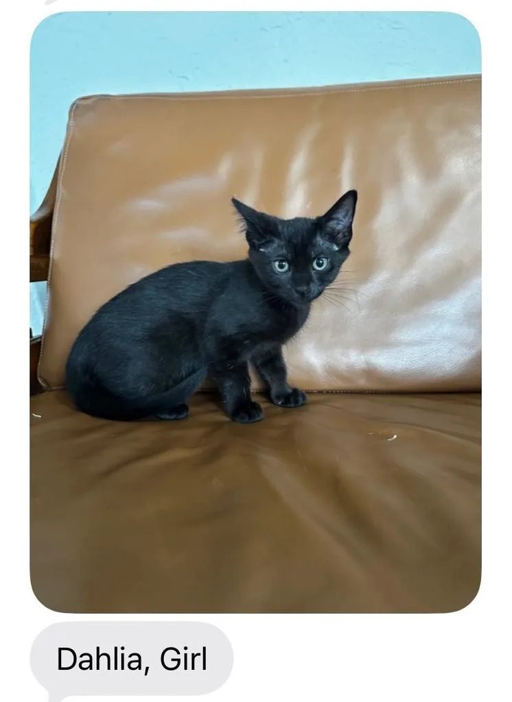 A baby small-sized female Domestic Short Hair cat named Dahlia for adoption in Mustang, OK