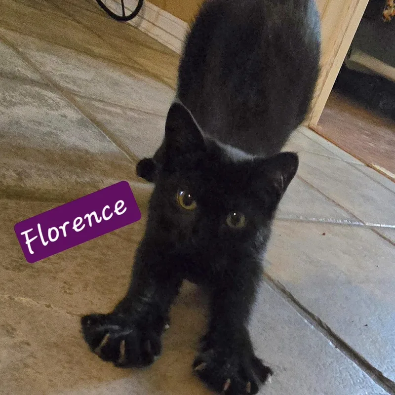 Florence