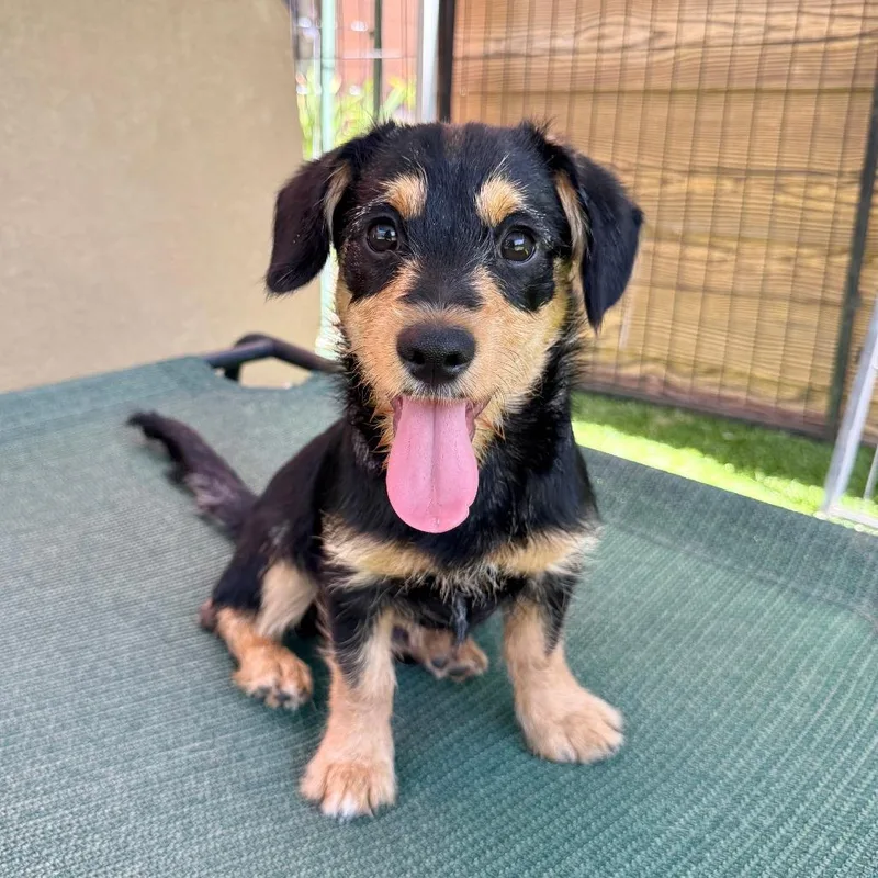 A baby small-sized male Black Schnauzer dog named Ernie for adoption in Agoura Hills, CA