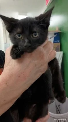 A young medium-sized male Black Domestic Short Hair cat named Bee Balm for adoption in Athens, GA