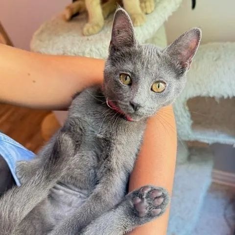 A baby small-sized female Gray / Blue / Silver Domestic Short Hair cat named Ariel for adoption in Hudsonville, MI