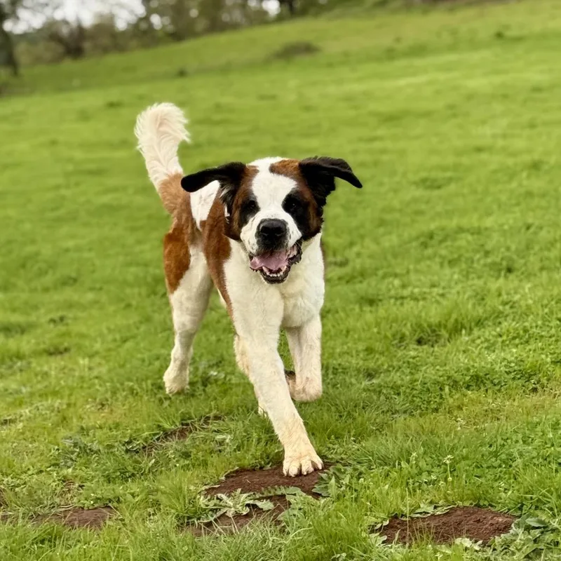 An adult extra large-sized male Saint Bernard dog named Otis for adoption in Salem, OR