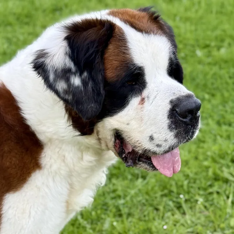 Otis thumbnail 3