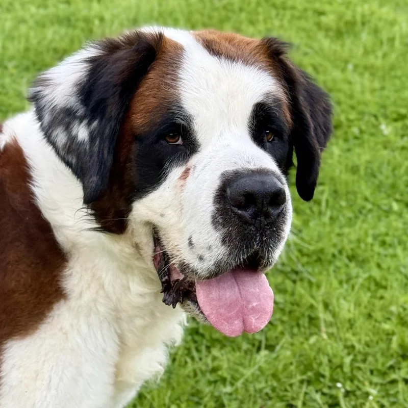 Otis thumbnail 5